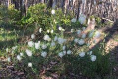 Wildflowers-2